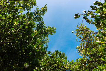 フクギと青い空