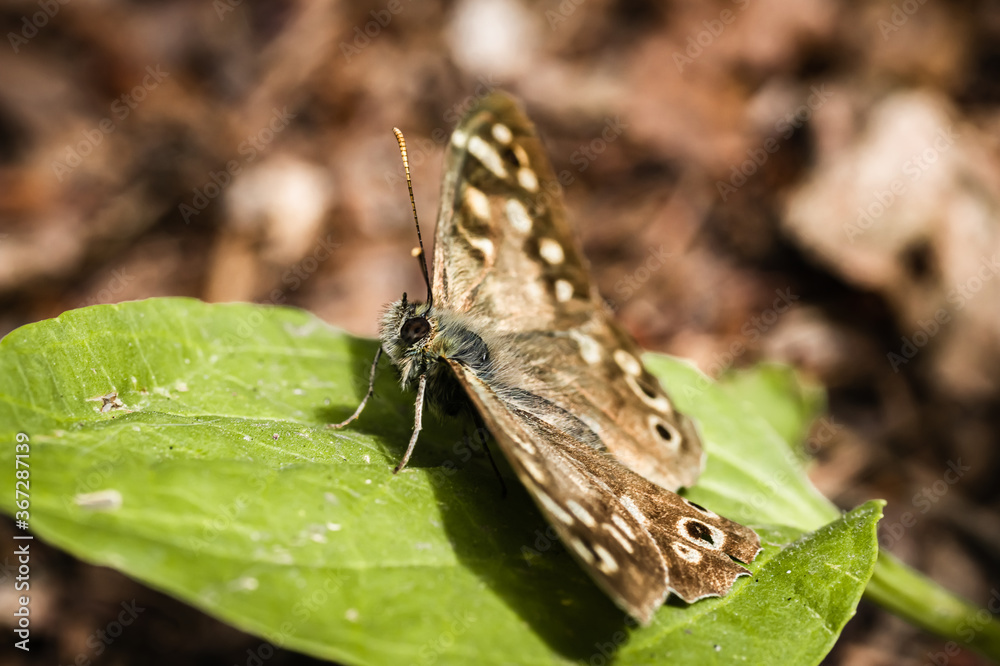 Poster the speckled wood butterfly