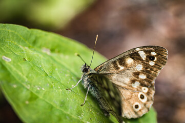 Fototapeta na wymiar The speckled wood butterfly