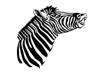 Vector portrait of zebra  isolated on white, graphical illustration