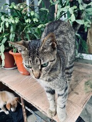 Obraz premium cat in the garden