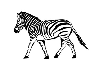 Vector zebra walking isolated on white, graphical illustration