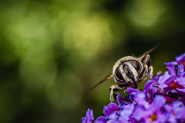 The pellucid hoverfly