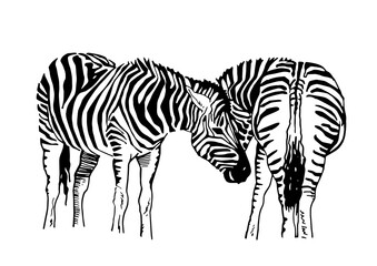 Fototapeta na wymiar Vector portrait of zebra isolated on white, graphical illustration