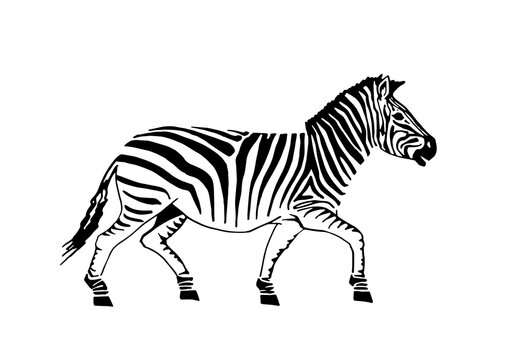 Vector zebra walking isolated on white, graphical illustration