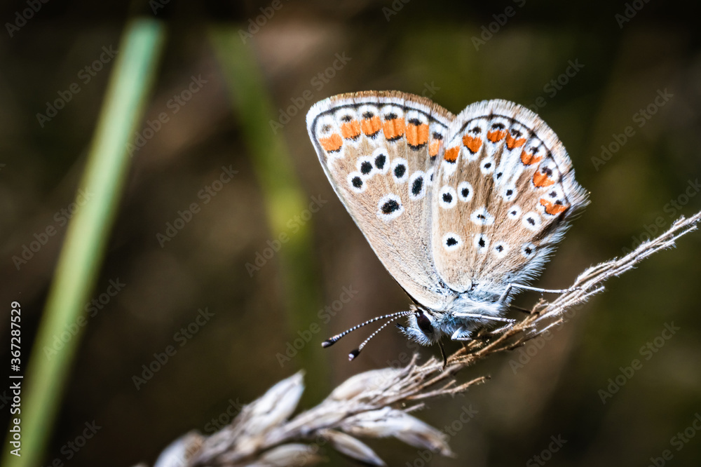 Wall mural The brown argus