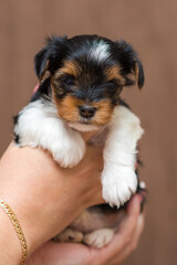 Biewer yorkshire terrier puppy in hands