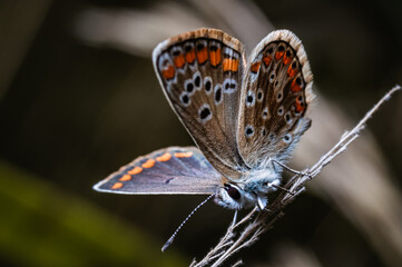 The brown argus