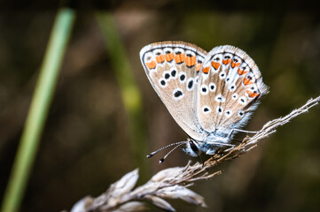 The brown argus