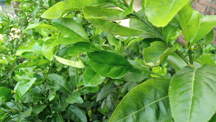 beautiful fresh green leaves background for web design or printing cover