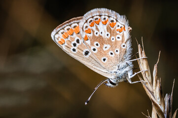 The brown argus