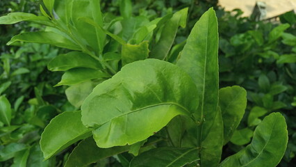 beautiful fresh green leaves background for web design or printing cover