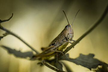 Jumping visitor