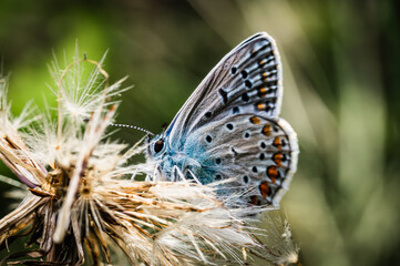 Butterfly on the meadow