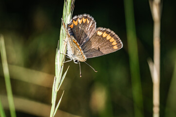 Butterfly on the meadow