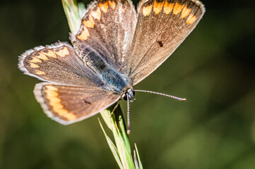 Butterfly on the meadow