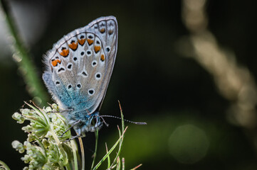 Butterfly on the meadow