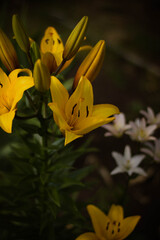 yellow flowers blooming in the garden