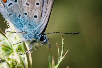 Butterfly on the meadow