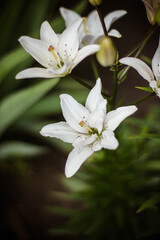 Obraz na płótnie Canvas white lilies blooming in the garden in summer