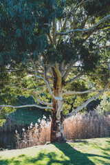 native Australian gum tree with sun shinging through and small river with ducks