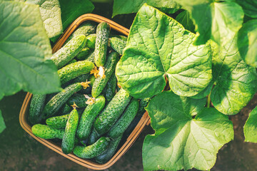 Harvest cucumbers in a basket. Selective focus.