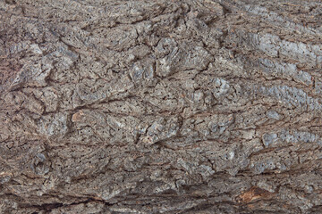 Green tree bark with lichens and small holes.