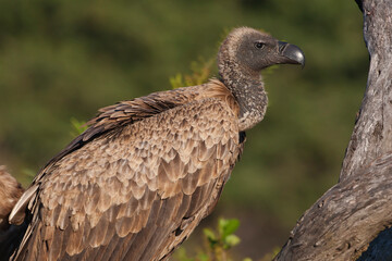 White-backed vulture in tree