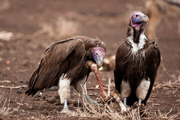 Lappet-faced vultures on carcass