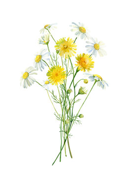 Bouquet of watercolor dandelions and white daisies .For congratulations, invitations, anniversaries, weddings, birthday