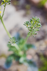 close-up of broccolini plant outdoor in veggie patch