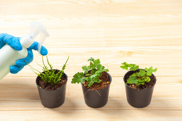Growing tree with Plant Pots on the table . Hand watering Plant Pots to take care of plants . Home gardening