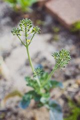 close-up of broccolini plant outdoor in veggie patch