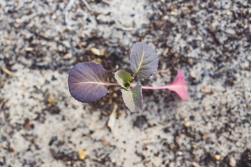 close-up of cauliflower plant outdoor