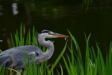 アオサギ,青鷺,鳥, 鷺, 自然,野鳥