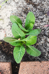 close-up of cauliflower plant outdoor