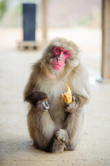 Japanese monkey(Japanese macaque) eating a banana in Iwatayama monkey park, Kyoto, Japan.