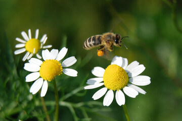 A bee approaching a chamomile blossom - Stockphoto