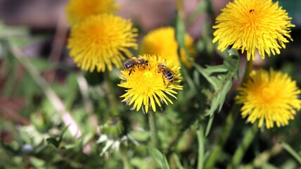 Two bees collects nectar from a dandelion
