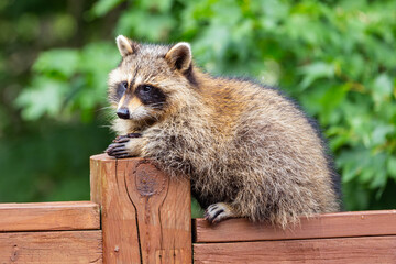 Baby raccoon perched on deck railing.
