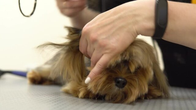 Yorkshire Terrier hair is dried at the pet salon with a comb and hair dryer.4k