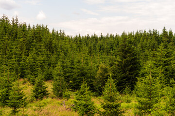 Fototapeta premium Naturschutzgebiet Tannermoor im Mühlviertel Oberösterreich