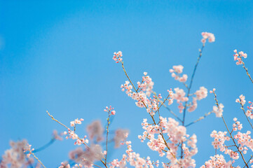 Cherry branches and pink cherry blossoms © Eunkyung