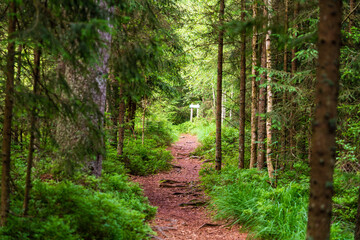 Fototapeta premium Moorwanderweg im Naturschutzgebiet Tannermoor im Mühlviertel Oberösterreich
