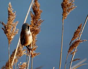 Bearded tit (bearded reedling) feeding in the reeds