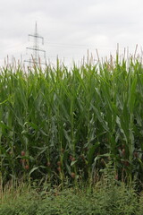 Maisfeld bei Sonnenschein auf dem Lande