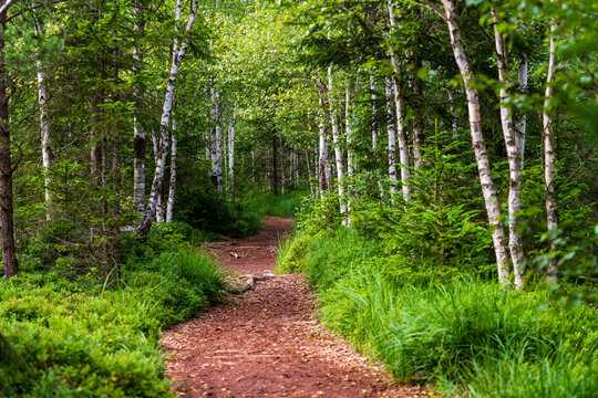 Moorwanderweg im Birkenwald im Naturschutzgebiet Tannermoor im M&uuml;hlviertel Ober&ouml;sterreich