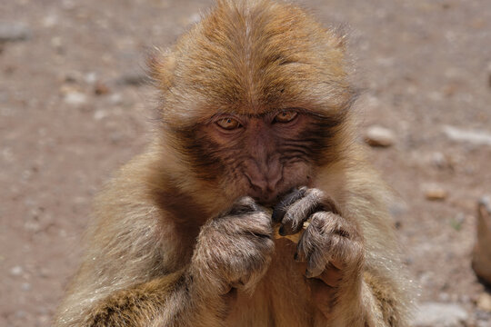 El macaco de Berbería, Macaca sylvanus, mono de Gibraltar y mona rabona. Viaje a Marruecos