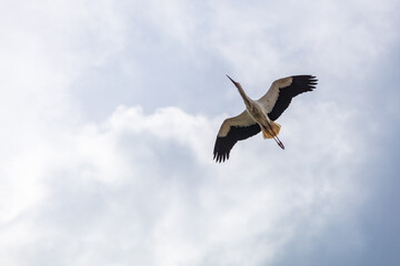 Fototapeta premium Klapperstorch, Storch, Weißstorch
