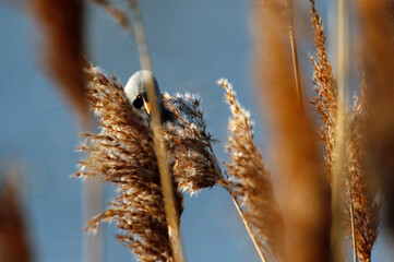 Bearded tit (bearded reedling) feeding in the reeds